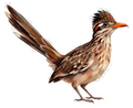 Beautiful Bird Nature Wildlife Sticker